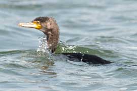 cormorant